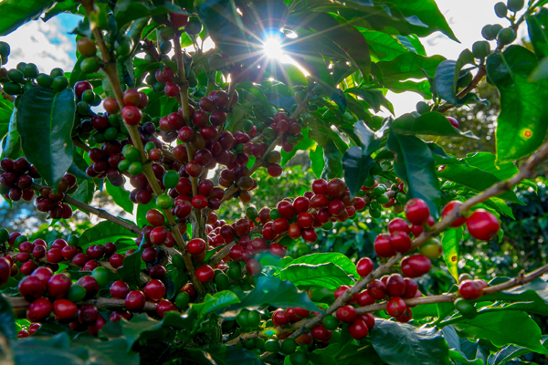 costa rica hacienda sonora