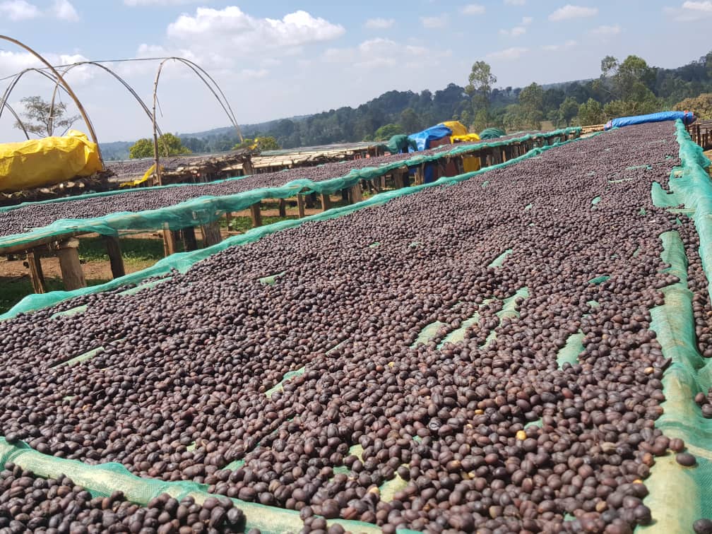 ethiopia guji tero farm InterAmerican